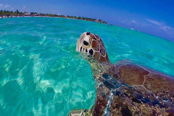 Snorkel St. John Tour from Sapphire and Margaritaville