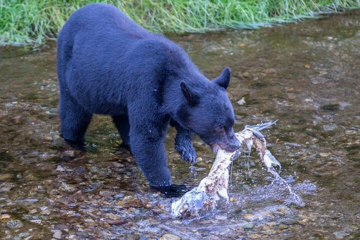 Alaska Wildlife Safari and Sightseeing Tour
