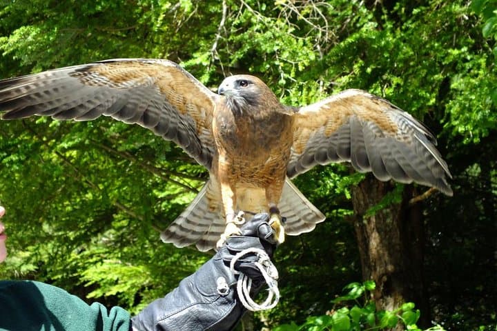 PREMIUM Sitka Scenic Tour