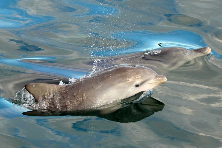 Dolphin Watch + Sailing - Port Stephens