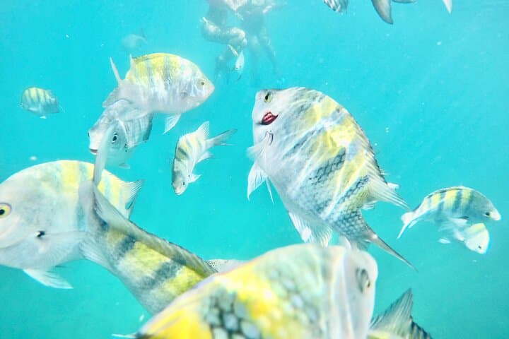Cabo San Lucas Snorkeling Cruise with Open Bar and Lunch