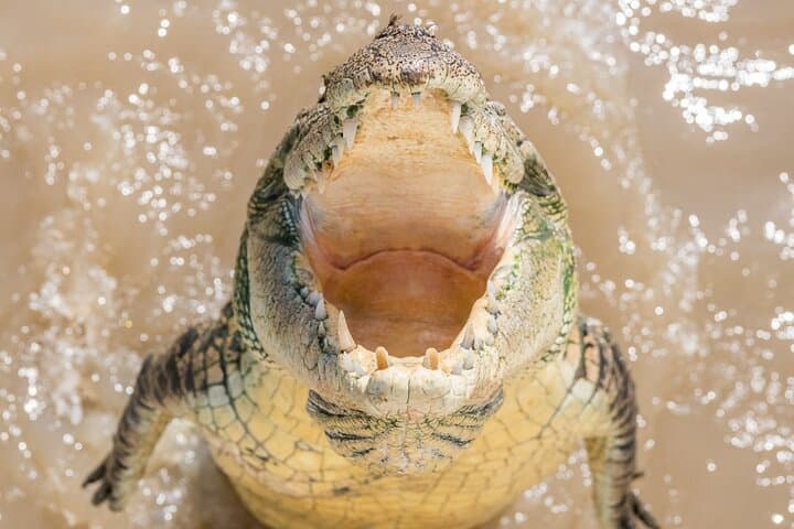 1 Hour Jumping Crocodile Cruise on the Adelaide River