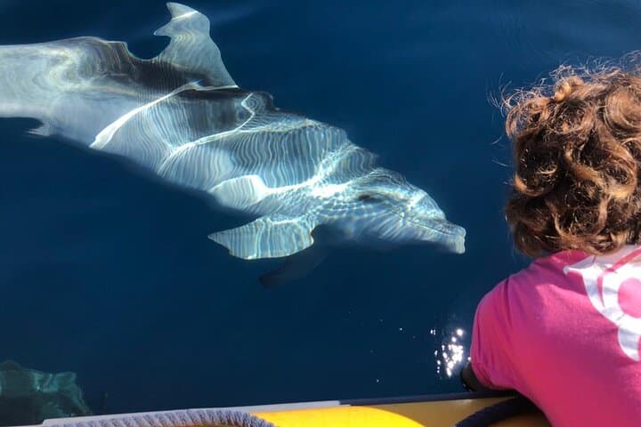 Dolphin Watching Tour - from Golfo Aranci
