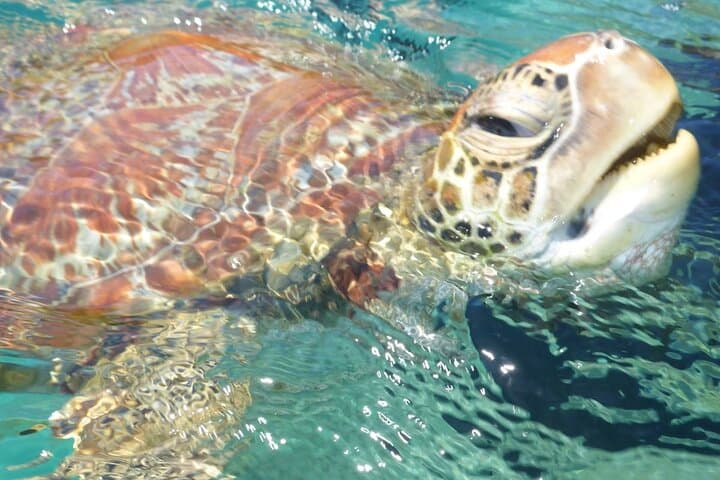 Whisper Cruises - One-Hour Turtle Spotting Bay Cruise