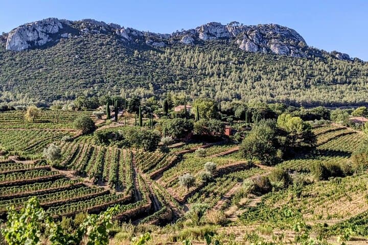 Bandol Wine Trip from Toulon & Ports
