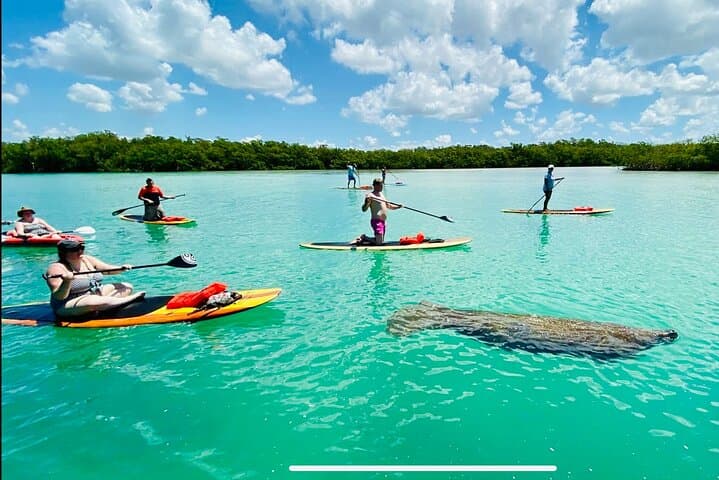 Dolphin, Manatee and Sea Turtle Adventure Tour of Bonita Springs